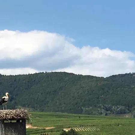 Des Cigognes Au Coeur Du Village D'eguisheim *